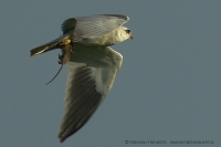 Luniak sivý - Elanus caeruleus - Black-winged Kite