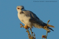 Luniak sivý - Elanus caeruleus - Black-winged Kite