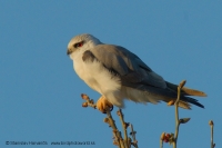 Luniak sivý - Elanus caeruleus - Black-winged Kite