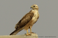 Myšiak hrdzavý - Buteo rufinus - Long-legged Buzzard