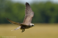 Sokol rároh - Falco cherrug - Saker Falcon