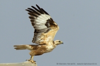 Myšiak hrdzavý - Buteo rufinus - Long-legged Buzzard