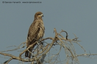 Haja tmavá - Milvus migrans - Black Kite