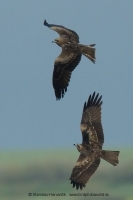 Haja tmavá - Milvus migrans - Black Kite