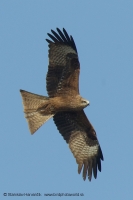 Haja tmavá - Milvus migrans - Black Kite