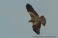 Haja tmavá - Milvus migrans - Black Kite