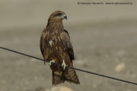 Haja tmavá - Milvus migrans - Black Kite