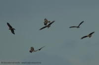 Haja tmavá - Milvus migrans - Black Kite
