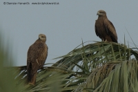 Haja tmavá - Milvus migrans - Black Kite