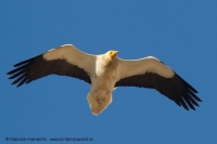 Zdochlinár biely - Neophron percnopterus - Egyptian Vulture