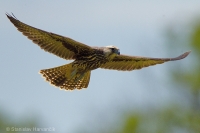 Sokol rároh - Falco cherrug - Saker Falcon