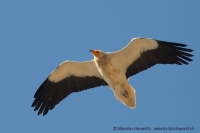 Zdochlinár biely - Neophron percnopterus - Egyptian Vulture