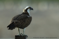 Kršiak rybár - Pandion haliaetus - Osprey