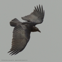 Krkavec krátkochvostý - Corvus rhipidurus - Fan-tailed Raven