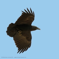 Krkavec krátkochvostý - Corvus rhipidurus - Fan-tailed Raven