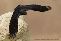 Krkavec krátkochvostý - Corvus rhipidurus - Fan-tailed Raven