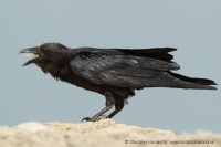 Krkavec krátkochvostý - Corvus rhipidurus - Fan-tailed Raven