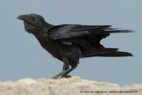 Krkavec krátkochvostý - Corvus rhipidurus - Fan-tailed Raven