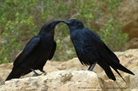 Krkavec krátkochvostý - Corvus rhipidurus - Fan-tailed Raven