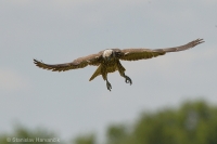 Sokol rároh - Falco cherrug - Saker Falcon
