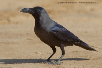 Vrana lesklá - Corvus splendens - House Crow