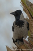 Vrana popolavá - Corvus cornix - Hooded Crow