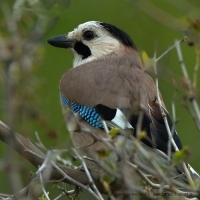 Sojka čiapočkatá - Garrulus glandarius atricapillus - Jay