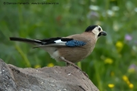 Sojka čiapočkatá - Garrulus glandarius atricapillus - Jay