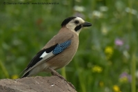 Sojka čiapočkatá - Garrulus glandarius atricapillus - Jay