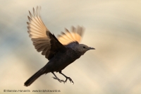 Liskavec roklinový - Onychognathus tristramii - Tristram´s Starling