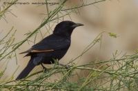 Liskavec roklinový - Onychognathus tristramii - Tristram´s Starling