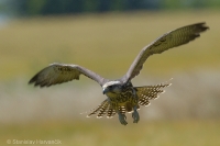 Sokol rároh - Falco cherrug - Saker Falcon