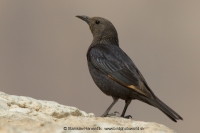 Liskavec roklinový - Onychognathus tristramii - Tristram´s Starling