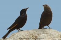 Liskavec roklinový - Onychognathus tristramii - Tristram´s Starling