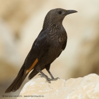 Liskavec roklinový - Onychognathus tristramii - Tristram´s Starling