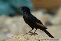 Liskavec roklinový - Onychognathus tristramii - Tristram´s Starling