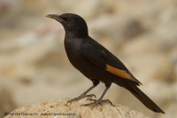 Liskavec roklinový - Onychognathus tristramii - Tristram´s Starling