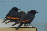 Liskavec roklinový - Onychognathus tristramii - Tristram´s Starling