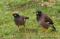 Škorec hnedý - Acridothere tristis - Common Myna