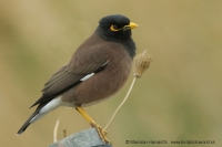 Škorec hnedý - Acridothere tristis - Common Myna