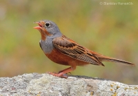 Strnádka sivokrká - Emberiza caesia - Cretzschmar´s Bunting 