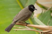 Bylbyl okuliarnatý - Pycnonotus xanthopygos - White-spectacled Bulbul