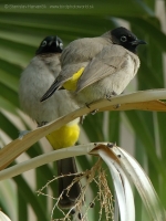 Bylbyl okuliarnatý - Pycnonotus xanthopygos - White-spectacled Bulbul