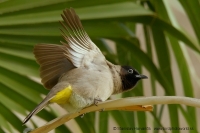 Bylbyl okuliarnatý - Pycnonotus xanthopygos - White-spectacled Bulbul