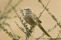 Timáliovec tamaryškový - Turdoides (Argya) squamiceps - Arabian Babbler