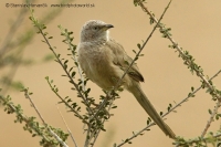 Timáliovec tamaryškový - Turdoides (Argya) squamiceps - Arabian Babbler