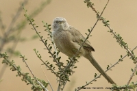 Timáliovec tamaryškový - Turdoides (Argya) squamiceps - Arabian Babbler