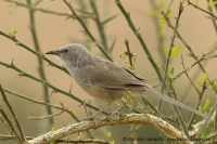 Timáliovec tamaryškový - Turdoides (Argya) squamiceps - Arabian Babbler