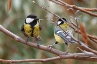 Sýkorka veľká - Parus major - Great Tit