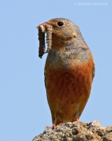 Strnádka sivokrká - Emberiza caesia - Cretzschmar´s Bunting 